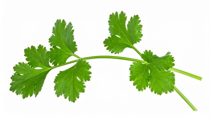 Fresh Green Cilantro Sprig, Herb Leaves, Culinary Ingredient