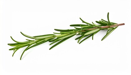 Fresh Rosemary Sprig Culinary Herb, Aromatic, Green, Isolated, Fragrant, Cooking, Mediterranean, Nat