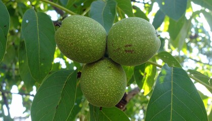 Three Green Walnuts Growing on a Walnut Tree Branch