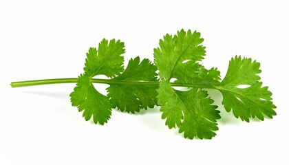 Fresh Cilantro Sprig, Green Herb, Culinary Ingredient, Aromatic Leaves, Vibrant Foliage, Healthy Gar