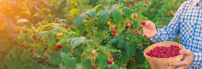 A farmer with a raspberry harvest in the garden. Selective focus.