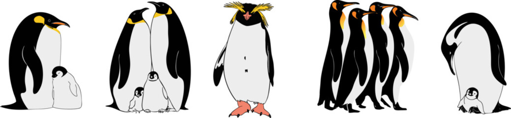 A set of illustrations of penguins. Vector illustration.
