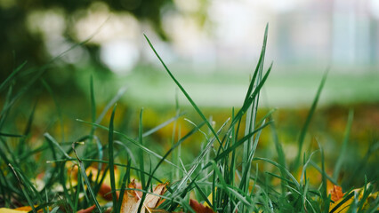 green grass in the morning