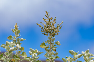 Chenopodium oahuense is a species of flowering plant in the amaranth family. aweoweo, alaweo, alaweo huna, aheahea, ahea, ahewahewa, and kahaihai. Mauna Kea Visitor Information Station. Hawaii island 