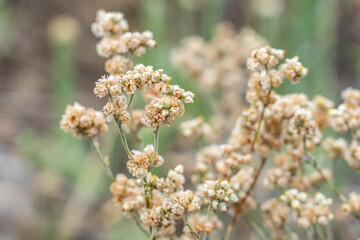Pseudognaphalium sandwicensium. Pseudognaphalium is a genus of flowering plants in the family Asteraceae. cudweeds or rabbit tobacco. Mauna Kea Visitor Information Station. Hawaii island / Big island.