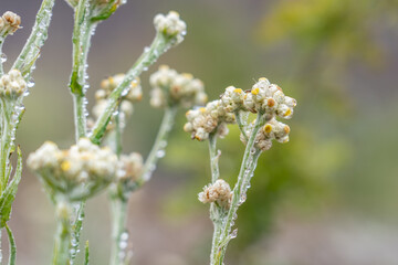 Pseudognaphalium sandwicensium. Pseudognaphalium is a genus of flowering plants in the family Asteraceae. cudweeds or rabbit tobacco. Mauna Kea Visitor Information Station. Hawaii island / Big island.