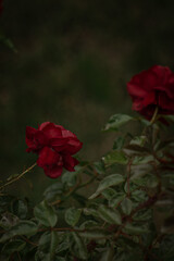 red rose in the garden
