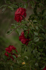 red rose in the garden