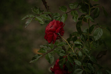 red rose in the garden