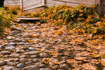 autumn leaves on the ground