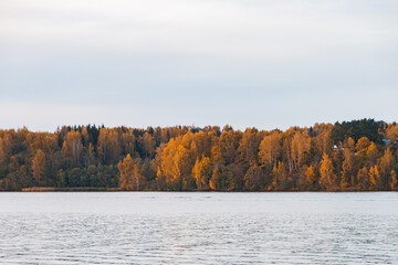 autumn forest in the morning