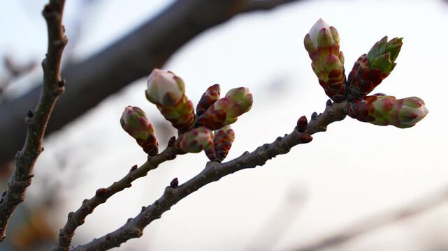 Close up of a budding plant branch with white buds in early spring season, nature, flora, springtime, natural light.