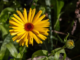 
Ringelblume, Calendula officinalis L., Gattung Calendula, Familie Asteraceae