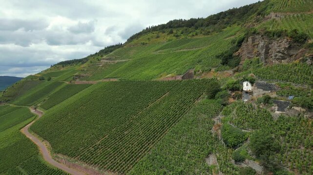 Weinberg Wehlen
