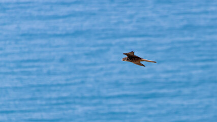 Eleonoras falcon flying above sea water