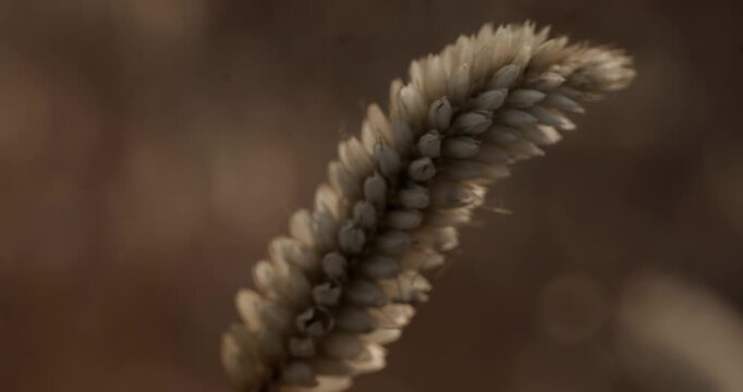 Bathed in the soft golden light of sunset, the foxtails dance like waves in a silent sea. Every flicker captures the beauty of simplicity and the rhythm of the countryside