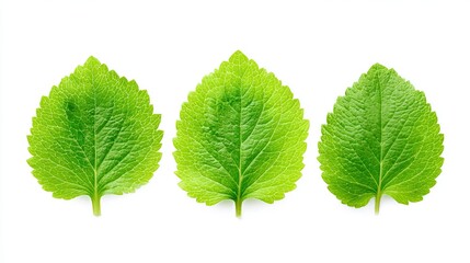 Three Bright Green Herbal Leaves on White Background for Natural Health and Organic Product Marketing