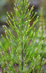Horsetail field (Equisetum arvense) grows in nature.