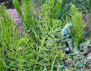 Horsetail field (Equisetum arvense) grows in nature.