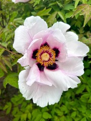  Soft pink, white peony in bloom