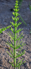Horsetail field (Equisetum arvense) grows in nature.
