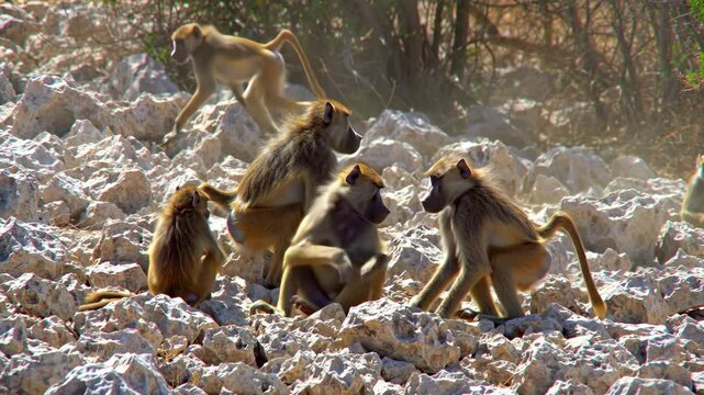 Several baboons walking on rocky terrain. Baboons are exploring the rocky landscape.  Wildlife, animal, mammal, nature, outdoors.