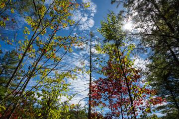 Obraz premium Autumn Leaves