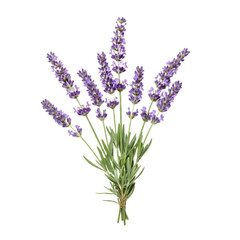 Naklejka premium Lavender Flowers Bunch Isolated on Transparent Background