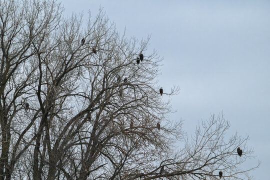 Eagles on tree branches against blue sky - Powered by Adobe
