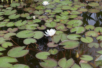 European White Waterlily with Green Leaves Closeup