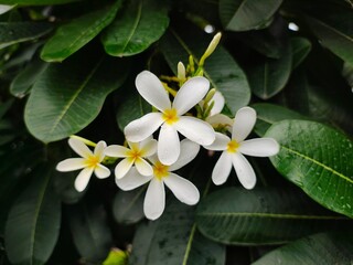White PLUMERIA (Champa) flowers picture with nice green leaf background. Small water drops on flowers and green leaves bloom the nature beauty.