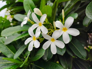 White PLUMERIA (Champa) flowers picture with nice green leaf background. Small water drops on flowers and green leaves bloom the nature beauty.