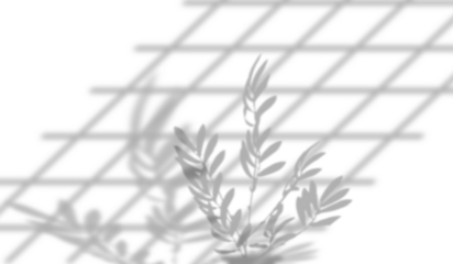 Double shadow background on isolated background, clear grid and soft silhouette of olive branch with leaves.