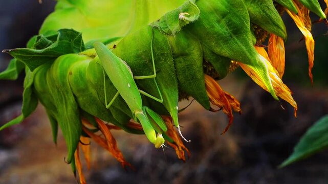 An adult green mantis moves along a hanging sunflower head at its characteristic leisurely pace, planning to descend to the lower levels of the grass. Hunter movements in the wild, side view