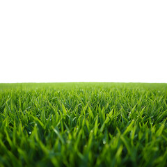 green grass on a white background