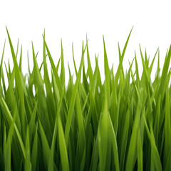 green grass isolated on white