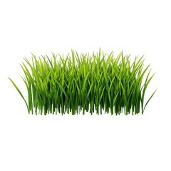 grass isolated on white background