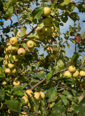 Wild yellow apples on a branch in autumn time