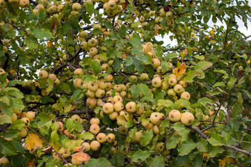 A harvest of wild apple trees, cascades of yellow apples in autumn