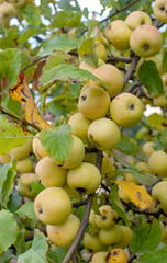 close-up branch of wild yellow apples on a branch in autumn