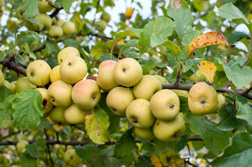 Wild yellow apples on a branch in autumn time