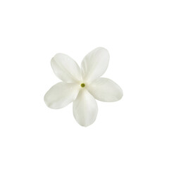frangipani flower isolated on white