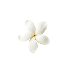 white frangipani flower