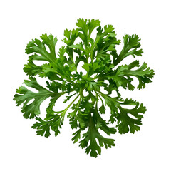 parsley isolated on white background