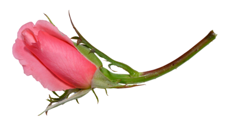 Unopened pink rose bud on stem, isolated background