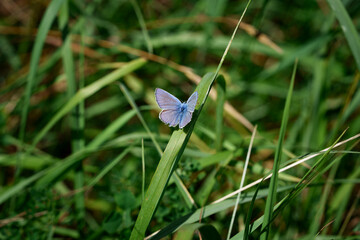 The Common Blue butterfly (Polyommatus icarus) sits in green grass. Its velvety wings are visible. Medium shot. A seasonal insect found in Lithuania.