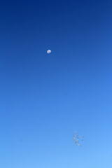 A flock of birds against the pale moon