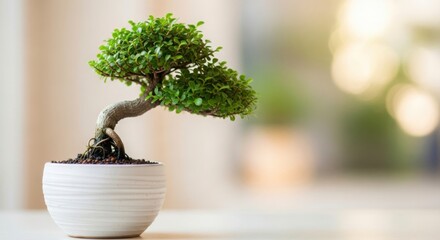 A small bonsai tree in a white pot sits on a table in front of window
