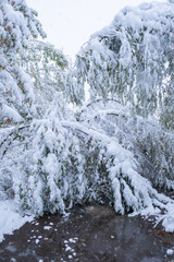 Winter forest with trees covered with fresh snow. Beautiful winter landscape.