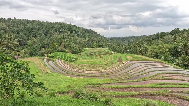 panoramic view to the green rice terraces of Bali Island, Selemadeg Timur, Tabanan, Indonesia
